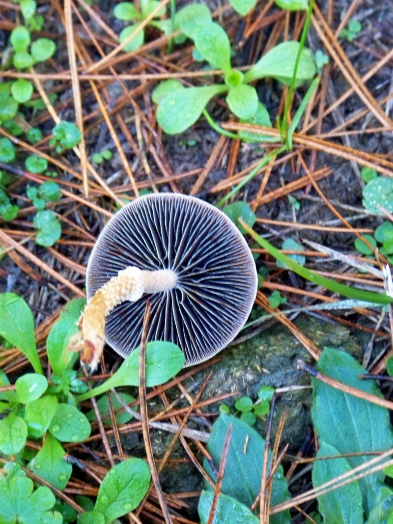 Da determinare: Sila vicino lago Ampollino