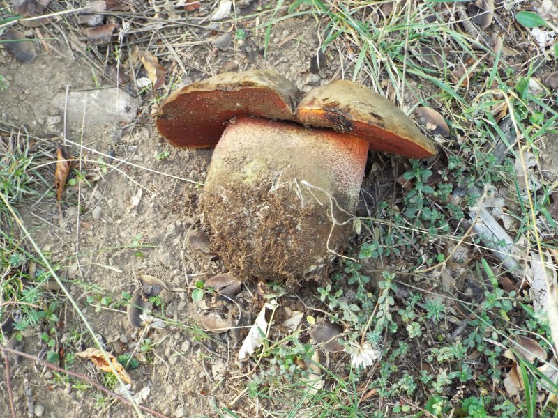 Da determinare: San giovanni in Fiore 1300 m circa