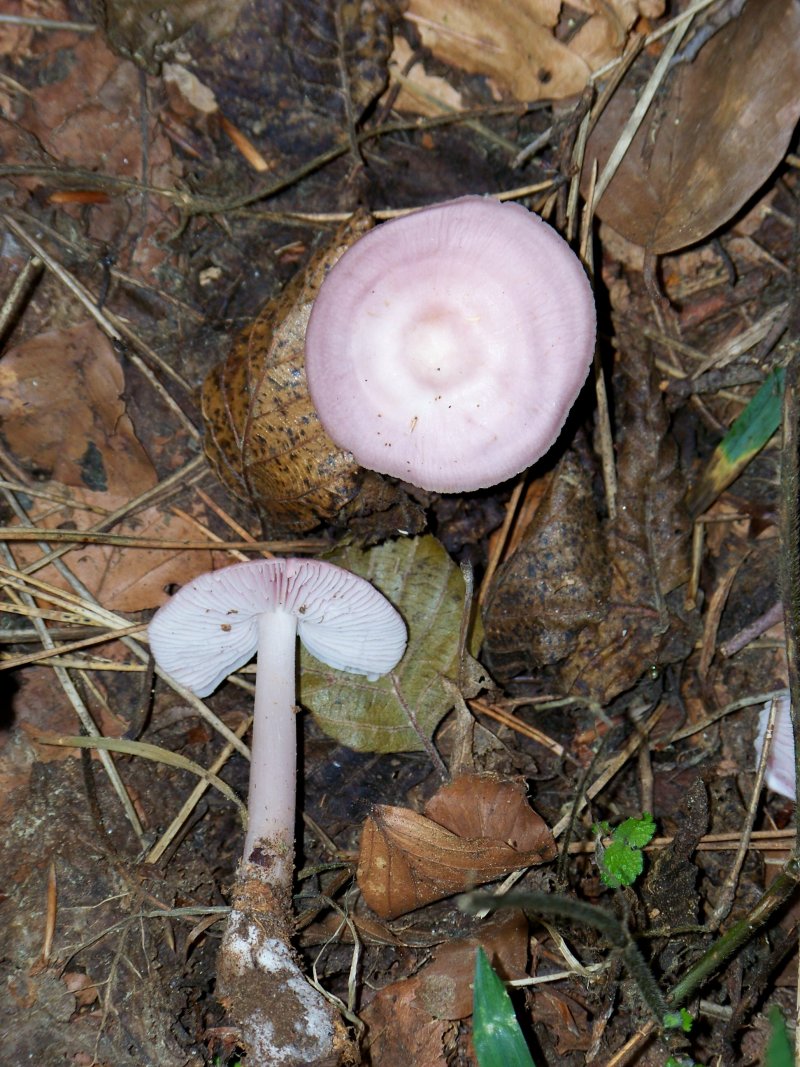 da determinare. Quale Mycena?