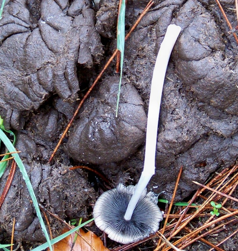 Da determinare: San Giovanni in Fiore 1400 m