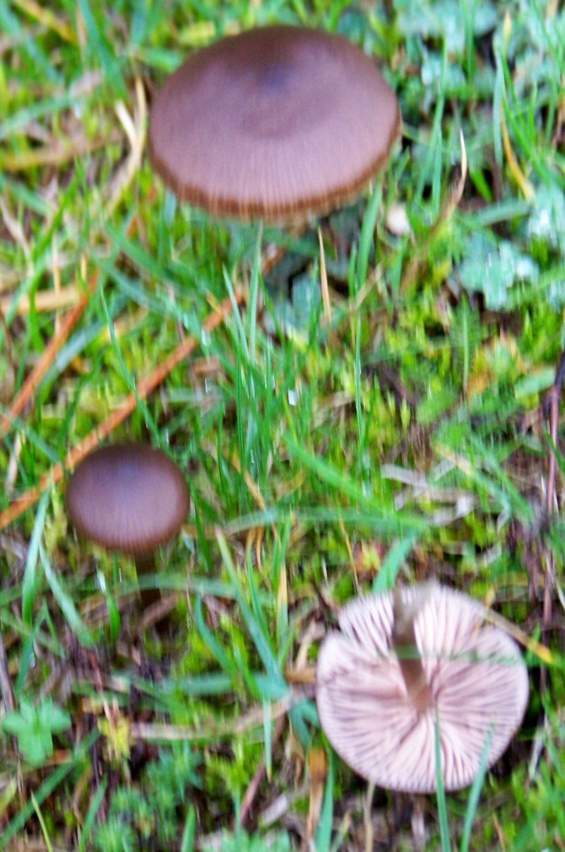 Da determinare_ San Giovanni in Fiore 1400 m - 2