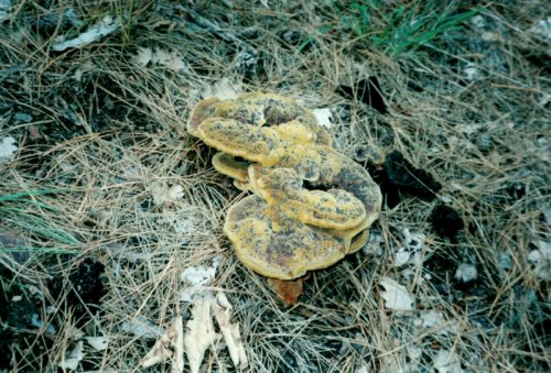 Da determinare Sila Grande 6