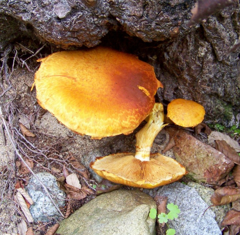 da determinare: Cotronei 400 m