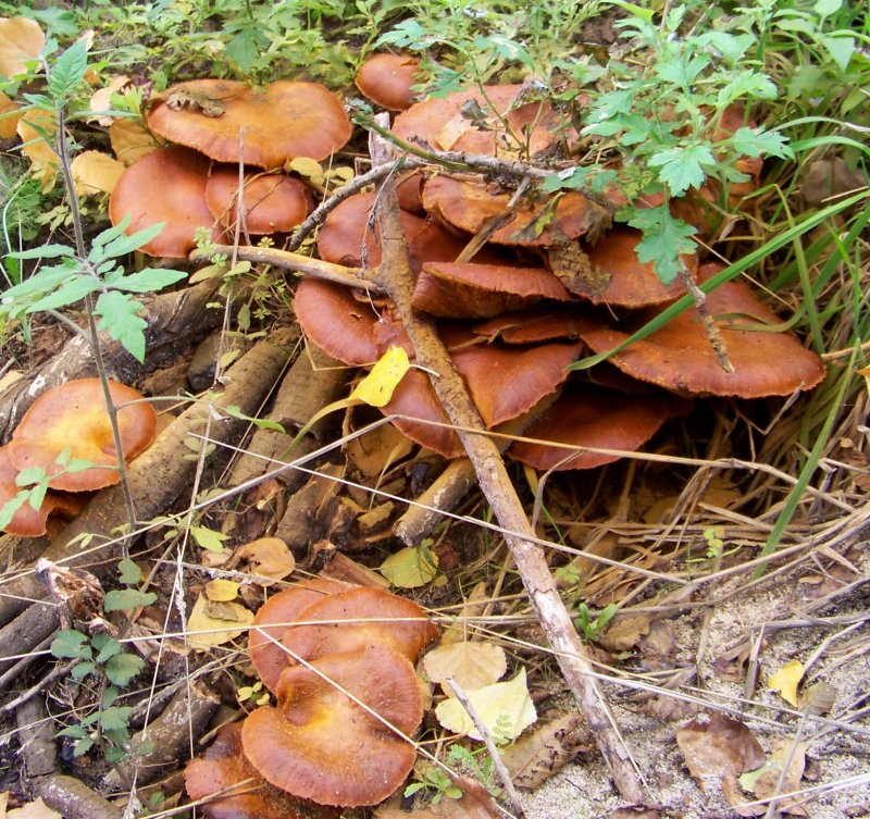 da determinare: Cotronei 400 m