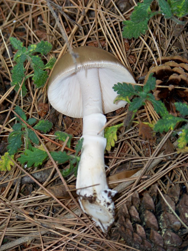 da determinare: San giovanni in Fiore 1200 m