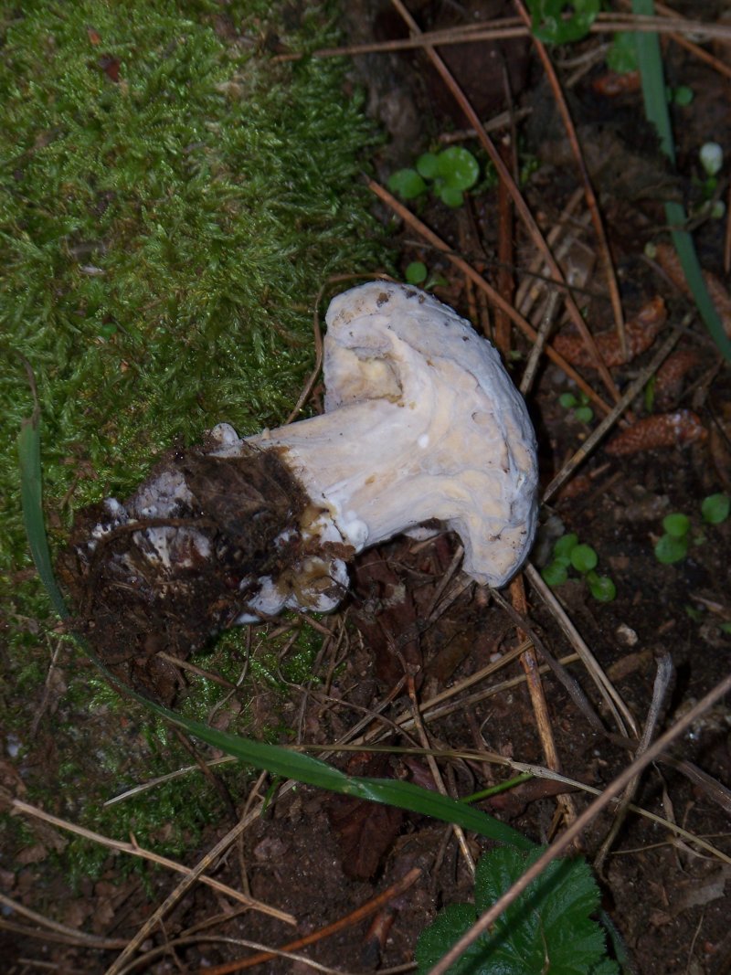 Da determinare: Sila Grande 1400 m