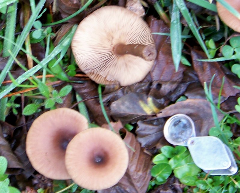 da determinare: San Giovanni in Fiore 700 m