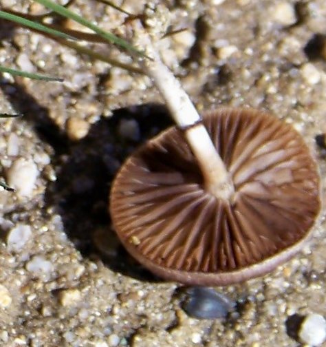 Da determinare Sila fiume Mucone