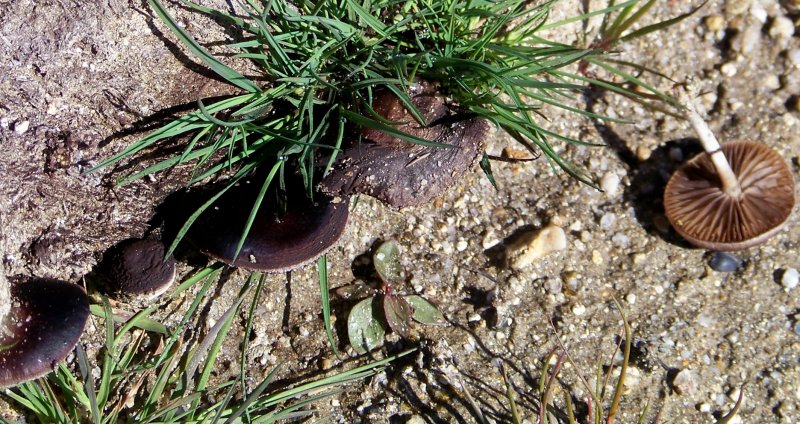 Da determinare Sila fiume Mucone