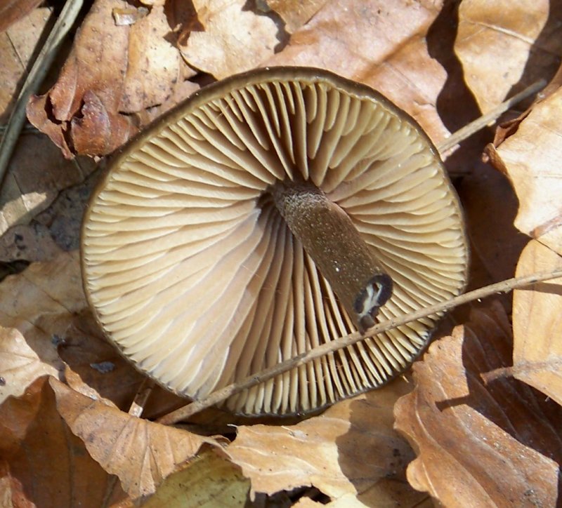 da determinare: Sila Macchialonga 1500m