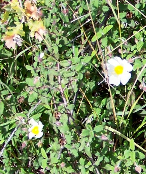 Quale cisto? Cistus salviifolius