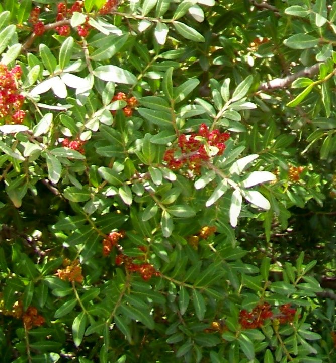 Pistacia lentiscus (Anacardiaceae)