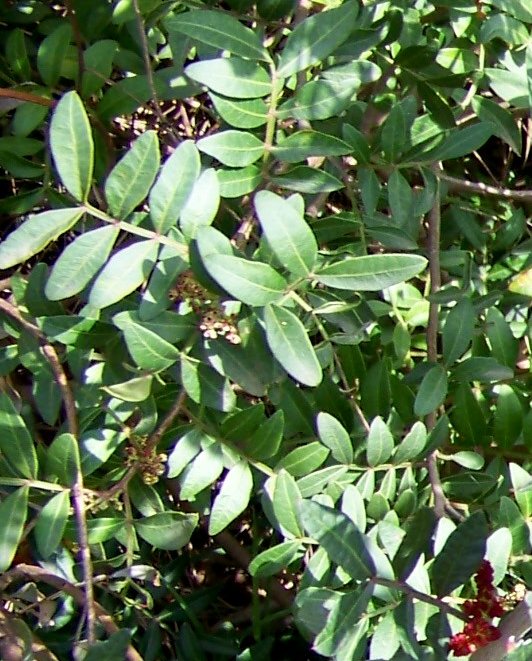 Pistacia lentiscus (Anacardiaceae)