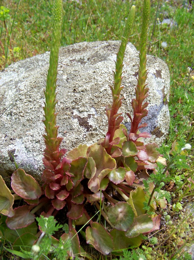 Umbilicus sp. (Crassulaceae)