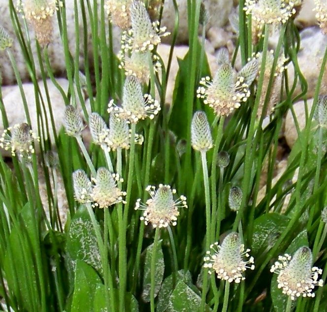 Plantago lagopus / Piantaggine piede di lepre