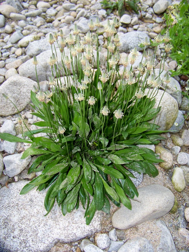 Plantago lagopus / Piantaggine piede di lepre