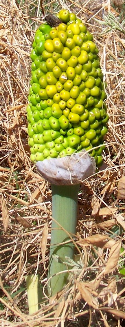 infruttescenza di Arum sp. (Arum maculatum o Arum italicum)