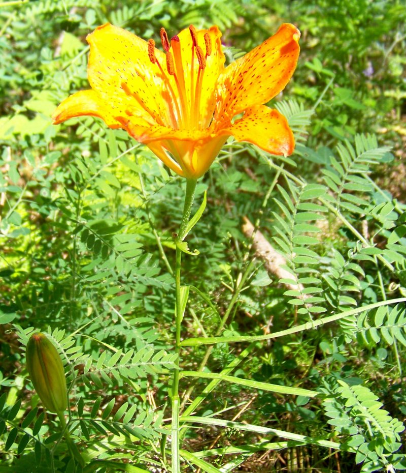 Lilium bulbiferum subsp. croceum