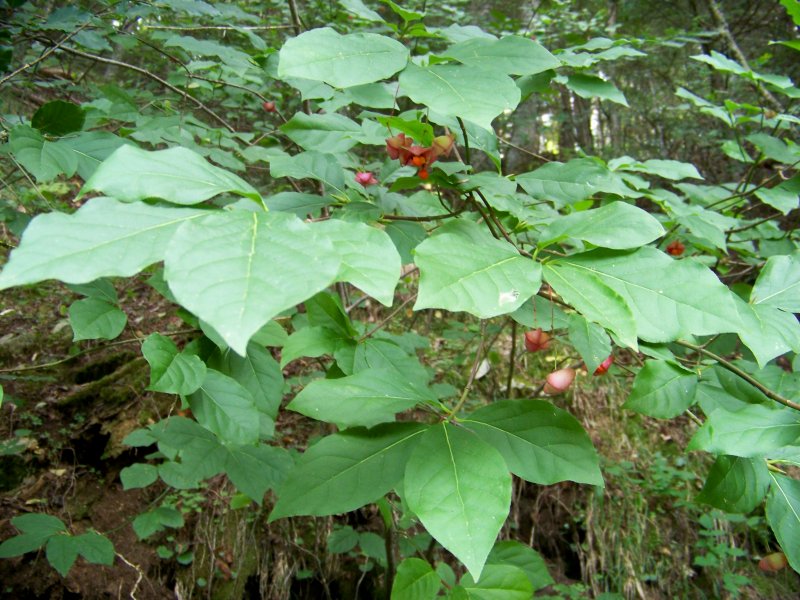 Berretta del prete / Euonymus europaeus (Celastraceae) da confermare