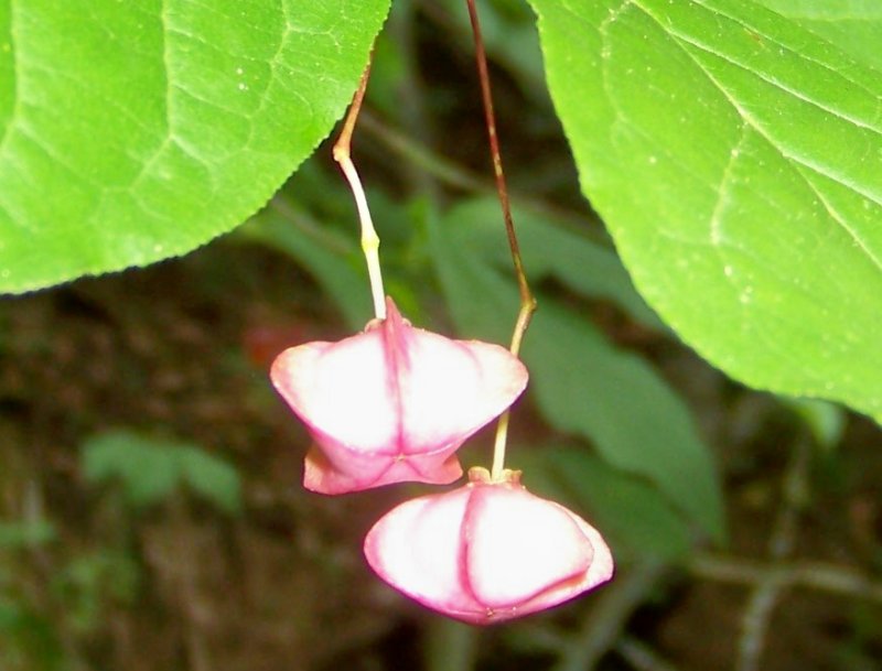 Berretta del prete / Euonymus europaeus (Celastraceae) da confermare