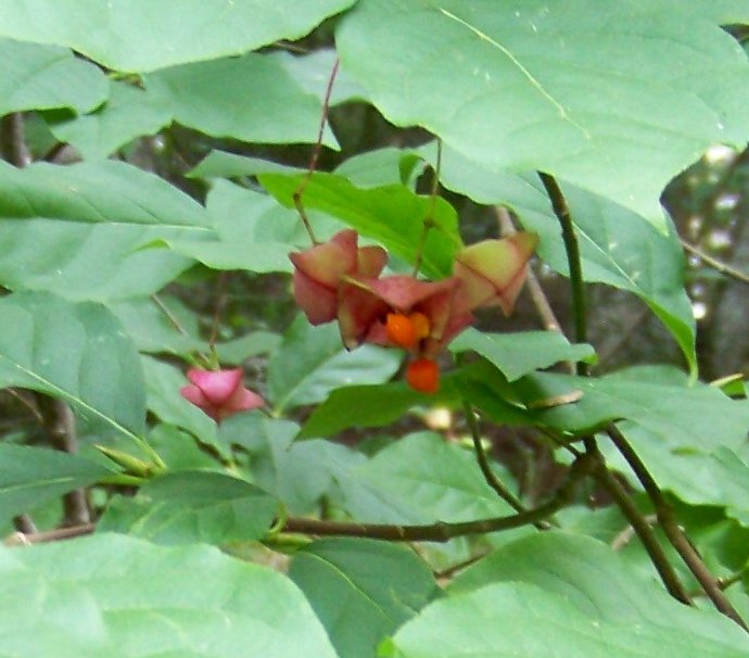 Berretta del prete / Euonymus europaeus (Celastraceae) da confermare