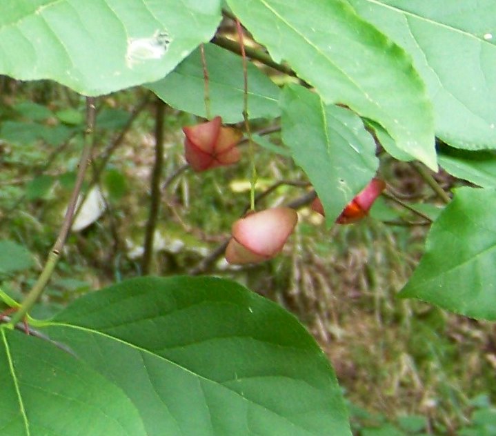 Berretta del prete / Euonymus europaeus (Celastraceae) da confermare