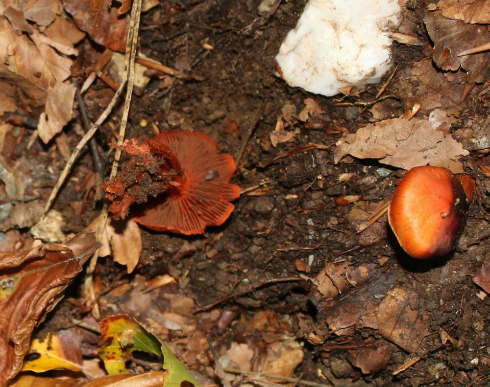 Bosco misto - 1550 mslm - 5