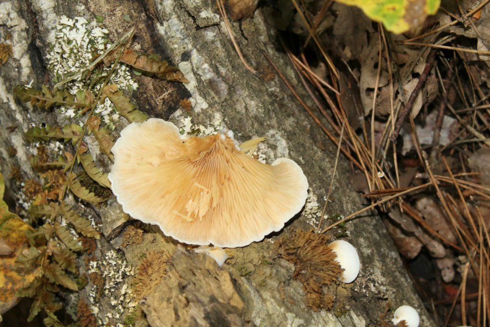 Bosco misto - 1550 mslm - 6