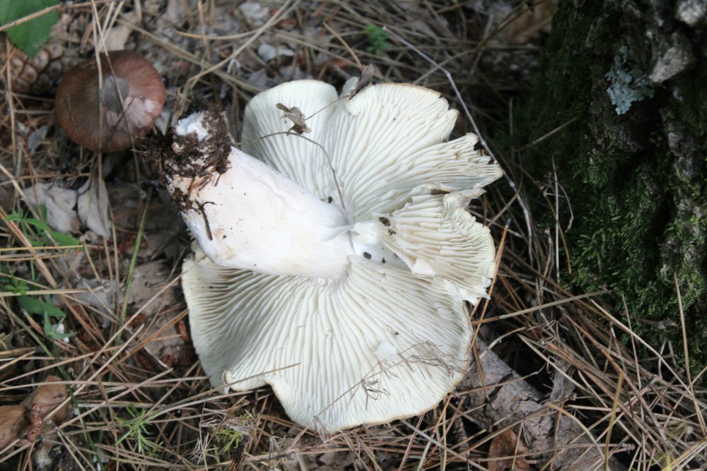 Bosco misto - 1550 mslm - 7