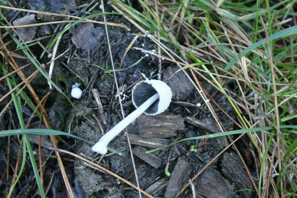 Bosco misto - 1550 mslm - 10