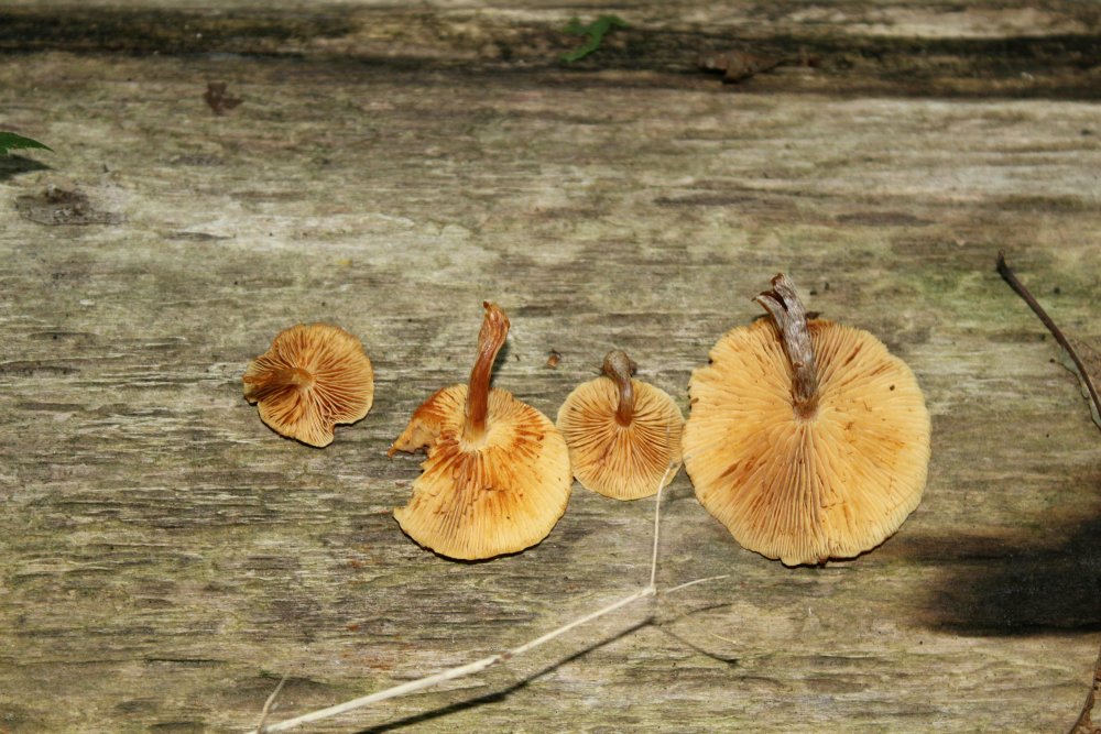 Bosco misto 1100m - 27/10/19 - 1