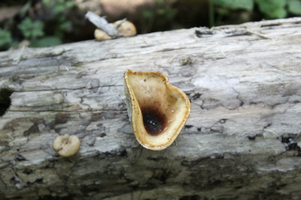 Bosco misto 1100m - 27/10/19 - 2