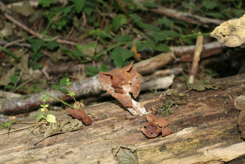 Bosco misto 1100m - 27/10/19 - 3