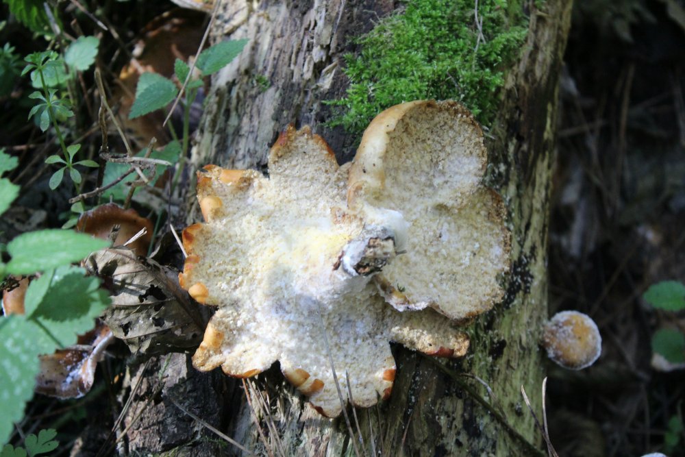 Bosco misto 1100m - 27/10/19 - 4