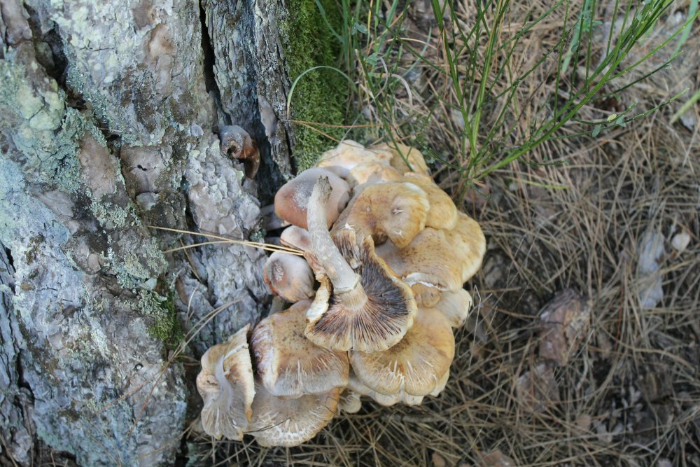 Bosco misto 1100m - 27/10/19 - 5