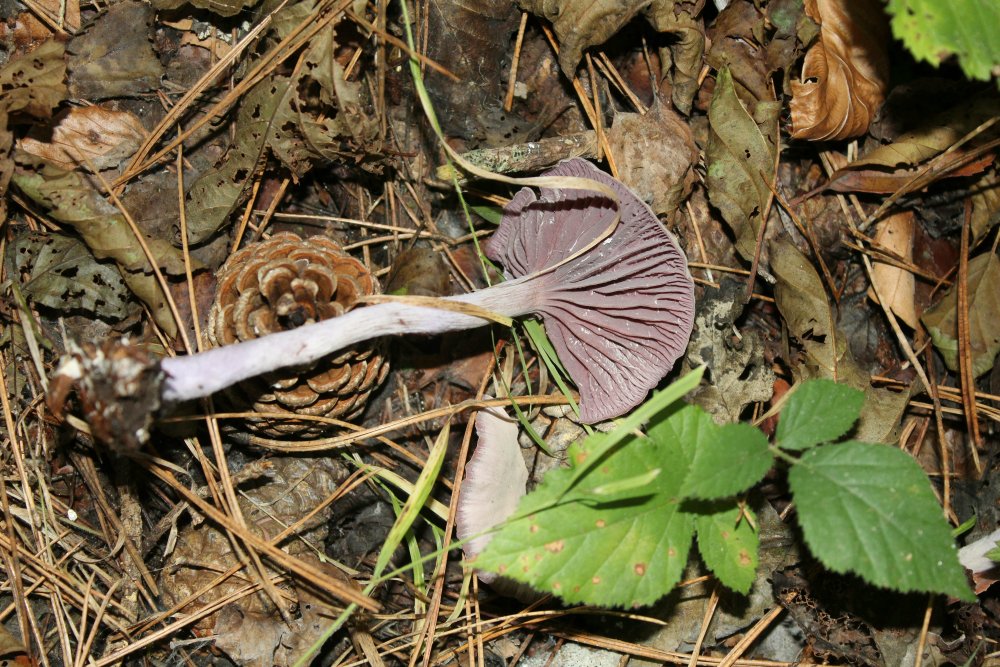 Bosco misto 1100m - 27/10/19 - 6