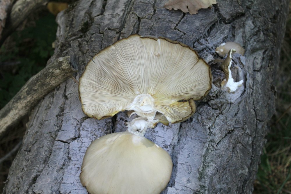 Bosco misto 1100m - 27/10/19 - 7