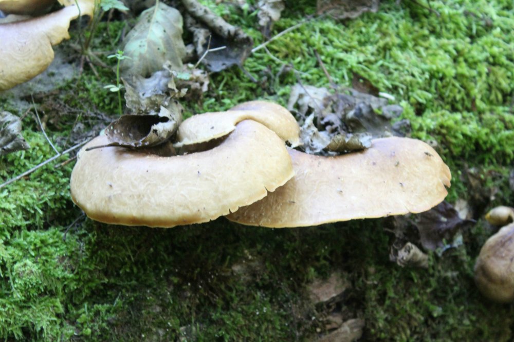 Bosco misto 1100m - 27/10/19 - 4