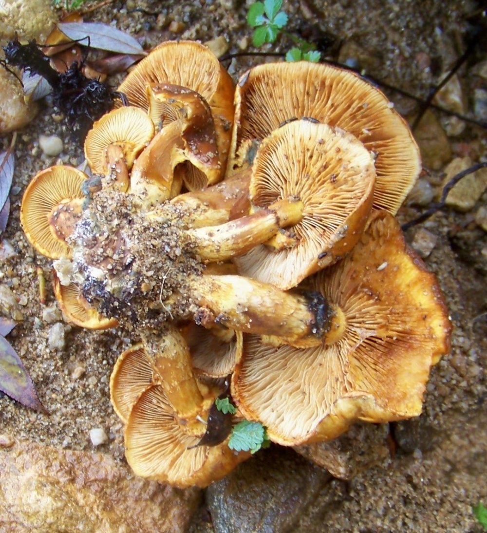 Bosco misto - 1300 m - 10/11/19 - 1