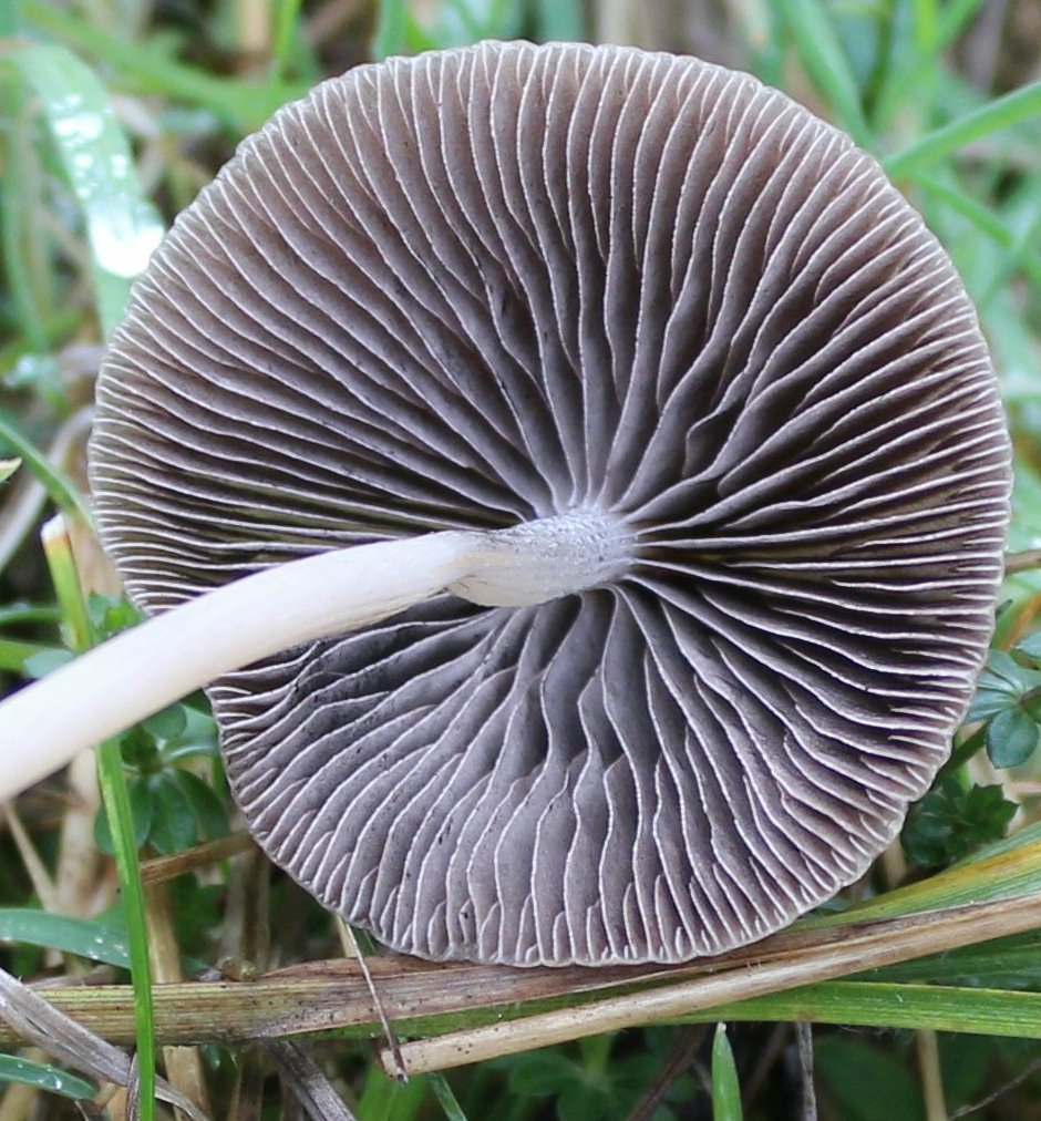 Bosco misto - 1300 m - 10/11/19 - 2