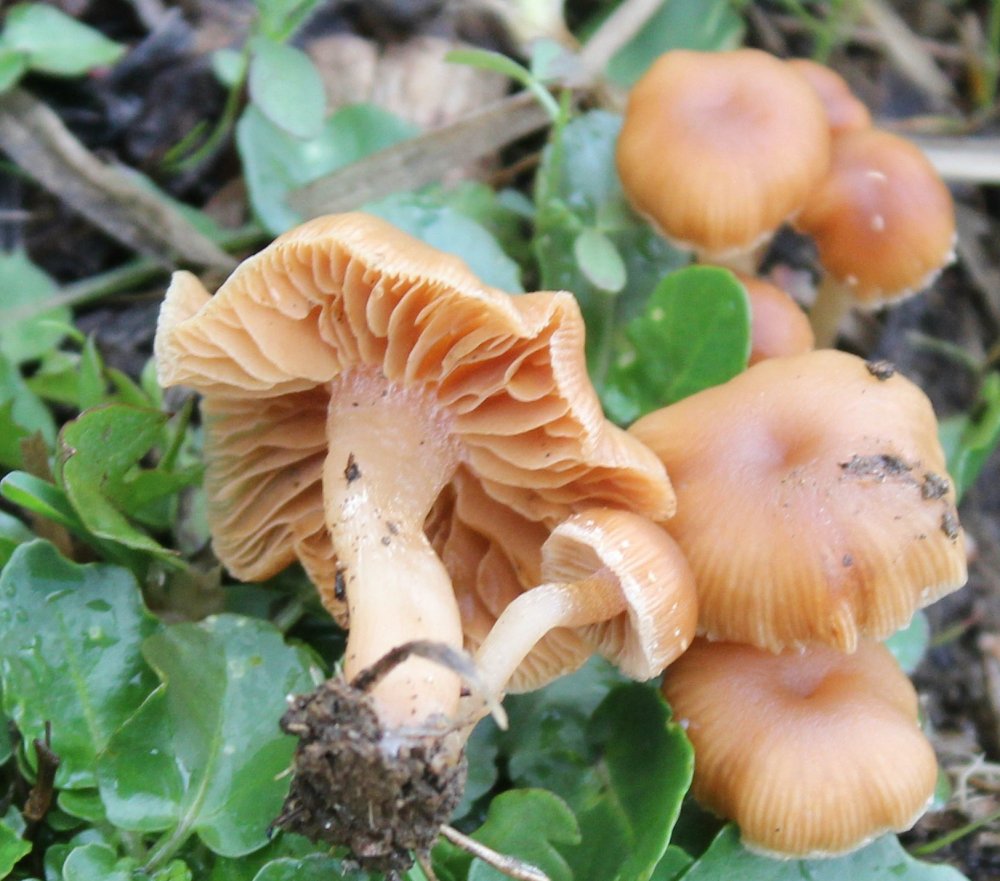 Bosco misto - 1300 m - 10/11/19 - 3