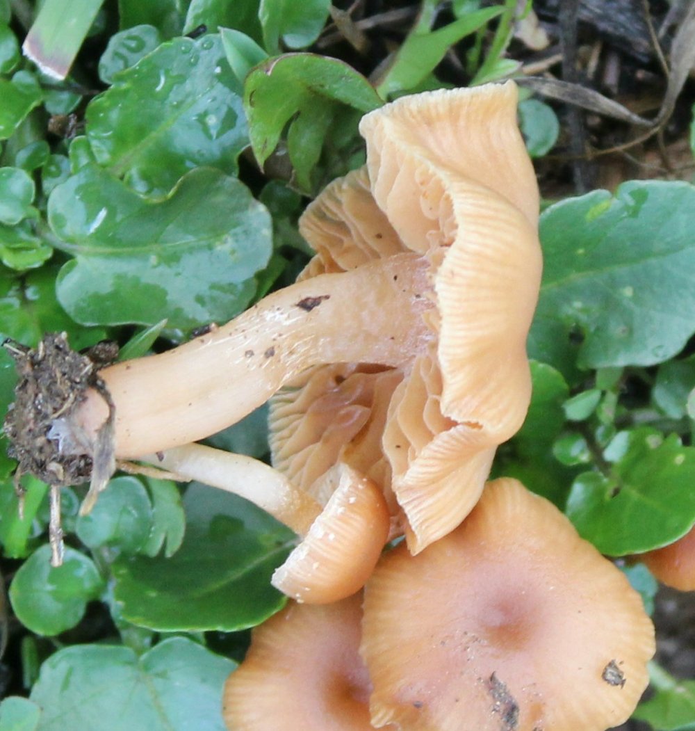 Bosco misto - 1300 m - 10/11/19 - 3