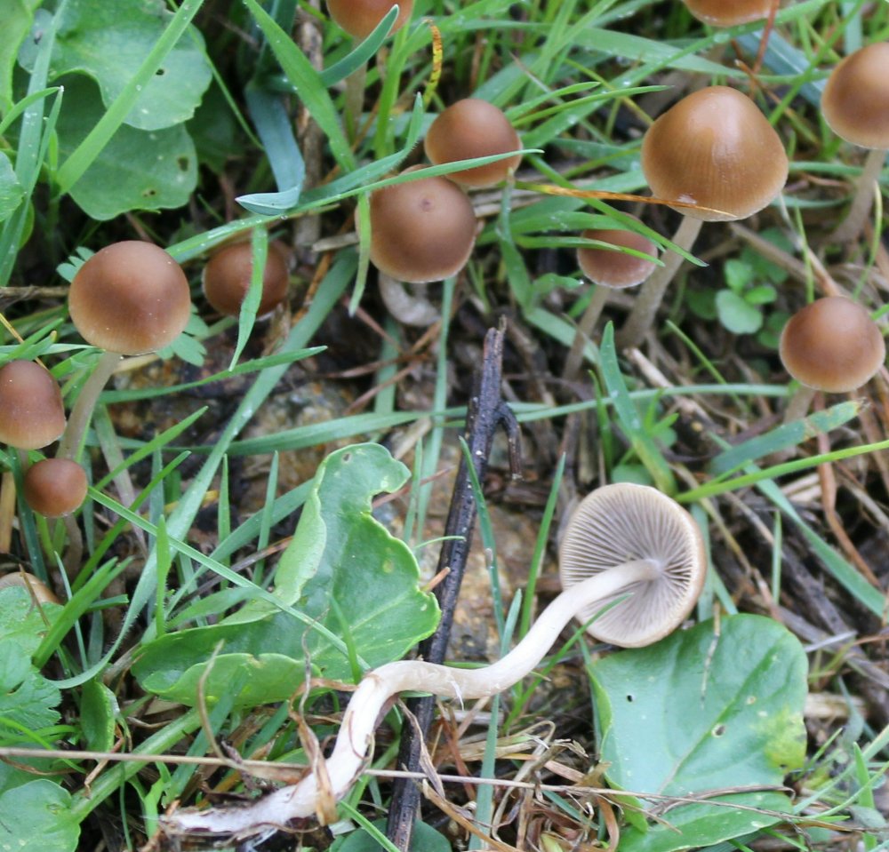 Bosco misto - 1300 m - 10/11/19 - 3