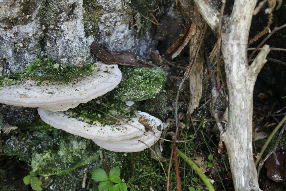 Bosco misto - 1200 m - 20/10/19 - 1