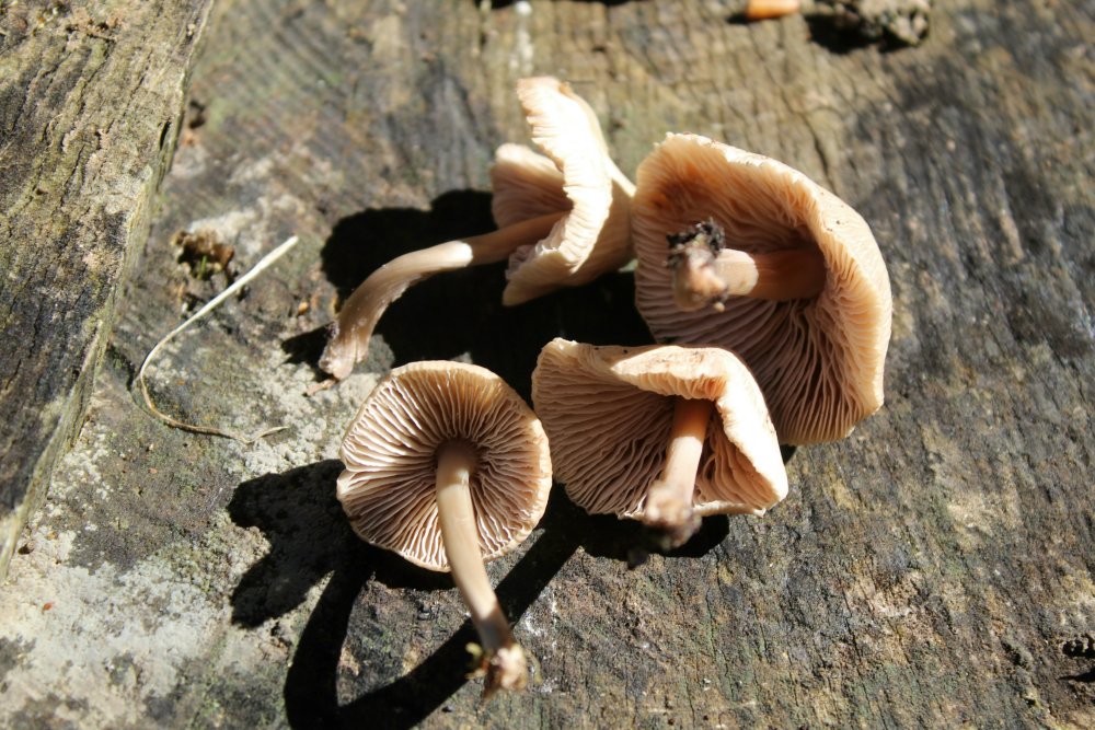 Bosco misto - 1200 m - 20/10/19 - 2