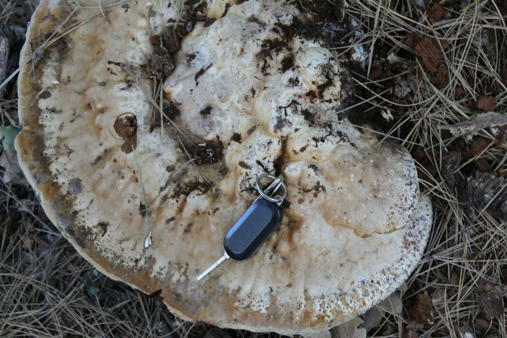 Sotto quercia - 900 m - 23/11/19