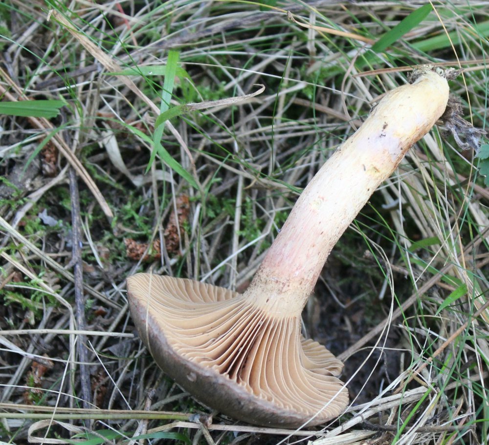 Bosco pino - 1400 m - 03/11 - 1