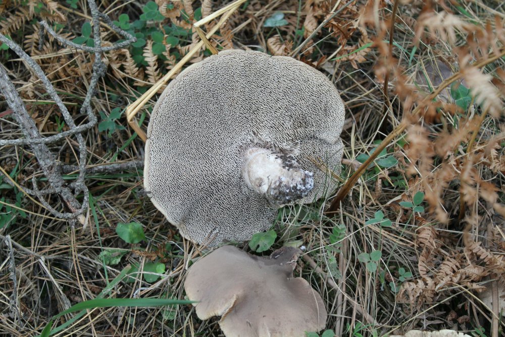 Bosco pino - 1400 m - 03/11 - 3