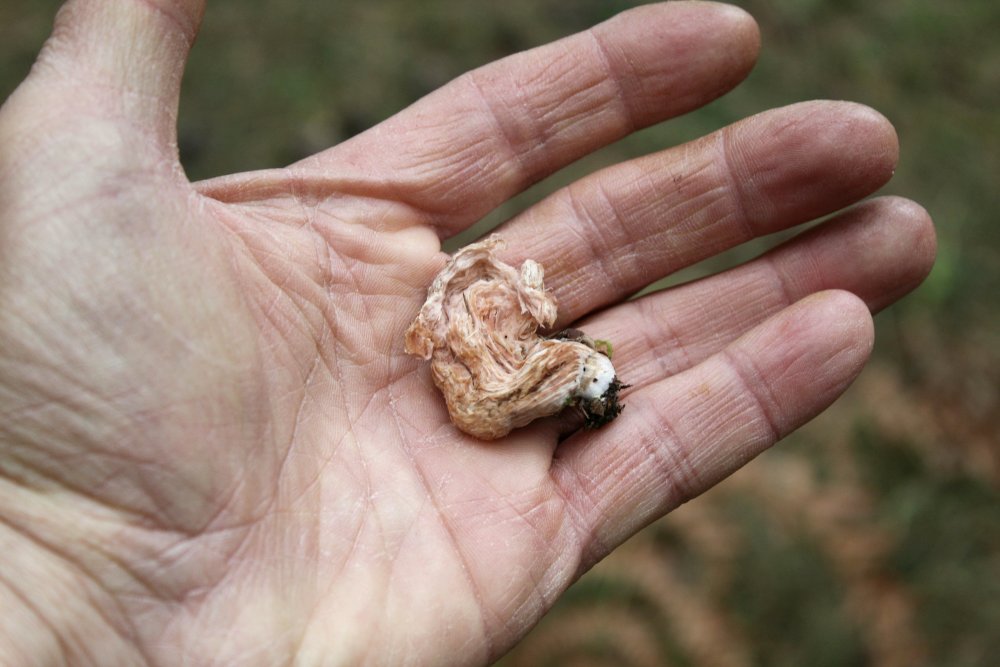 Bosco pino - 1400 m - 03/11 - 4