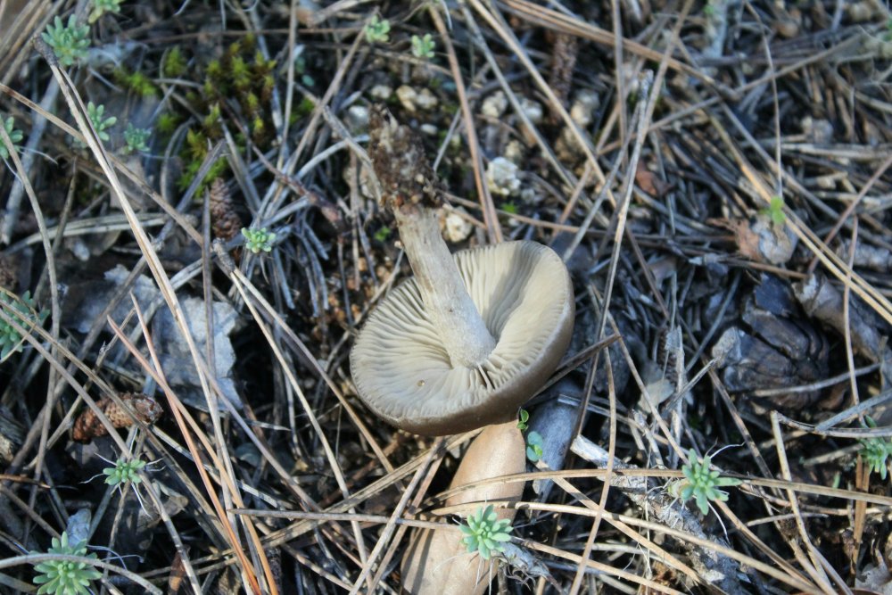 Bosco misto con pini - 900 m - 15 dicembre - 1